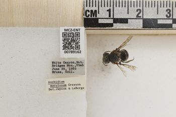 Media type: image;   Entomology 789162 Aspect: Labels
